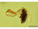 Death-watch beetle  Ptinidae: Anobiinae, Moth case, Spider Exuvia and Mite. Fossil inclusions in Baltic amber #6747