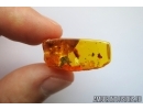 Death-watch beetle  Ptinidae: Anobiinae, Moth case, Spider Exuvia and Mite. Fossil inclusions in Baltic amber #6747