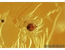Death-watch beetle  Ptinidae: Anobiinae, Moth case, Spider Exuvia and Mite. Fossil inclusions in Baltic amber #6747