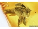 Death-watch beetle  Ptinidae: Anobiinae, Moth case, Spider Exuvia and Mite. Fossil inclusions in Baltic amber #6747