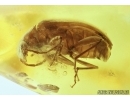 Very nice Darkling beetle,  Alleculinae, Tenebrionidae. Fossil insect in Baltic amber #6749
