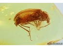 Very nice Darkling beetle Tenebrionidae: Alleculinae. Fossil insect in Baltic amber #6749