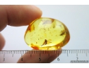 Long-legged flies, Dolichopodidae. Fossil insects in Baltic amber #6762