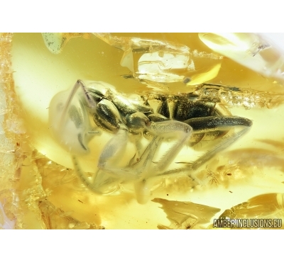 Rare Ant, Hymenoptera. Fossil insect in Ukrainian Rovno amber #6770R