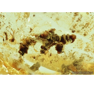 Moss, Liverwort. Fossil inclusion in Baltic amber #6771