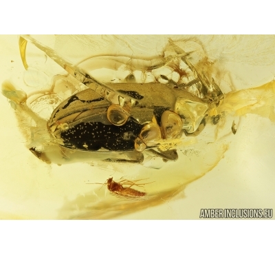 Darkling beetle, Alleculinae, Tenebrionidae. Fossil insect in Baltic amber #6785