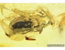 Darkling beetle, Alleculinae, Tenebrionidae. Fossil insect in Baltic amber #6785