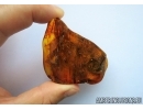 Rare, Unusual Plant. Fossil inclusion in Baltic amber #6802