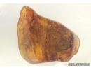 Rare, Unusual Plant. Fossil inclusion in Baltic amber #6802