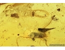 Elateridae Click beetle, False Flower Beetle Scraptiidae, Leaf, Whitefly Aleyrodidae, Aphid and More. Fossil inclusions in Baltic amber #6807