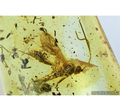 Hymenoptera, Ichneumonidae, Wasp. Fossil insect in Baltic amber #6820