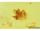 Four Spiders Araneae and Long-legged Fly Dolichopodidae. Fossil inclusions in Baltic amber stone #6829