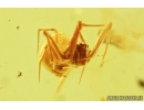 Four Spiders Araneae and Long-legged Fly Dolichopodidae. Fossil inclusions in Baltic amber stone #6829