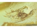 Four Spiders Araneae and Long-legged Fly Dolichopodidae. Fossil inclusions in Baltic amber stone #6829