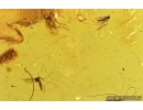 Caddisfly Trichoptera and Hundreds of Worms Nematoda. Fossil inclusions in Baltic amber #6839