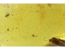 Caddisfly Trichoptera and Hundreds of Worms Nematoda. Fossil inclusions in Baltic amber #6839