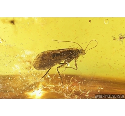 Caddisfly Trichoptera and Hundreds of Worms Nematoda. Fossil inclusions in Baltic amber #6839