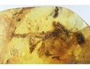 Very Rare Fragment of Dragonfly, Odonata. Fossil insect in Baltic amber #6840