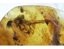Very Rare Fragment of Dragonfly, Odonata. Fossil insect in Baltic amber #6840
