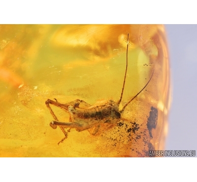 Cricket Orthoptera and Planthopper Cicada. Fossil insects in Baltic amber #6842