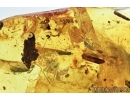 Rare Cockroach Ootheca, Spider, Leaves, Silverfish and More. Fossil inclusions in Baltic amber #6847