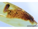 Nice Thuja 15mm. Fossil inclusion in Baltic amber #6850
