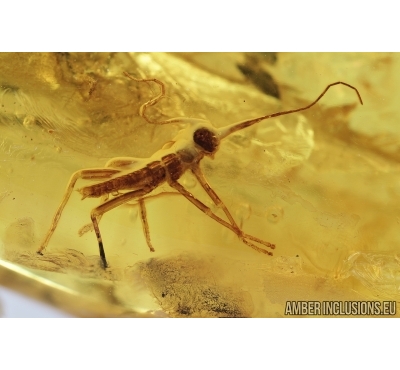 Nice Walking stick, Phasmatodea. Fossil inclusion in Baltic amber #6852