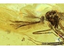 Extremely Rare Mosquito, Culicidae, Culex Coquillettidia adamowiczi sp. nov. Fossil insect in Baltic amber #6854