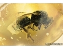 Very nice Honey Bee, Apoidea. Fossil insect in Baltic amber #6856