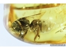 Very nice Honey Bee, Apoidea. Fossil insect in Baltic amber #6856