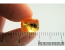 Very nice Honey Bee, Apoidea. Fossil insect in Baltic amber #6856