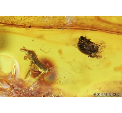  Collembola Springtail and Coleoptera Beetle. Fossil inclusions in Baltic Amber #6868