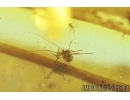 Nice Aphid, Aphididae. Fossil insect in Baltic amber #6869