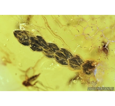 NICE THUJA, PLANT and GNAT. Fossil inclusions in Big Baltic amber stone #6880