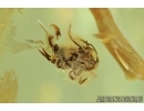 Plant Leaf and Collembola Springtail . Fossil inclusion in Baltic amber #6893