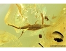 Plant Leaf and Collembola Springtail . Fossil inclusion in Baltic amber #6893