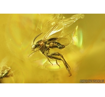 Very nice Fungus Gnat Mycetophilidae. Fossil insect  in Baltic amber #6916
