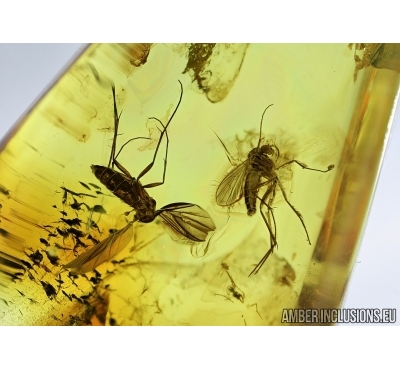 Two Fungus gnats, Mycetophilidae. Fossil insects in Baltic amber #6917