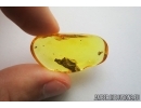 Fragment of Plant and Scuttle Fly, Phoridae . Fossil inclusion in Baltic amber #6921