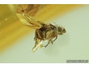 Fragment of Plant and Scuttle Fly, Phoridae . Fossil inclusion in Baltic amber #6921