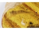 Big Leaf Print and More. Fossil inclusions in Baltic amber #6930