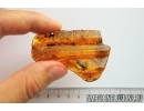 Big Leaf Print and More. Fossil inclusions in Baltic amber #6930