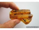 Big Leaf Print and More. Fossil inclusions in Baltic amber #6930