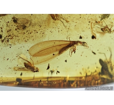 Termite, Isoptera. Fossil inclusion in Baltic amber stone #6936