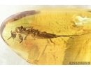 Rare Stonefly, Plecoptera Exuvia. Fossil insect in Baltic amber#6937