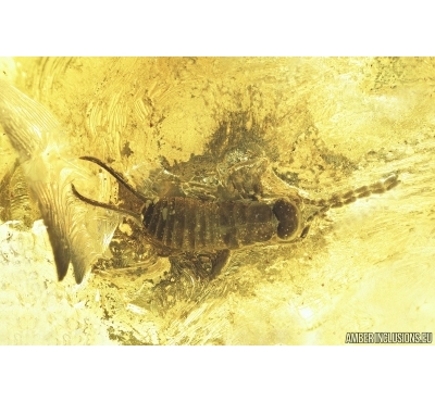 EARWIG, DERMAPTERA. Fossil insect in BALTIC AMBER #6949