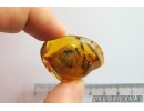 RARE EARWIG, DERMAPTERA. Fossil insect in BALTIC AMBER #6949