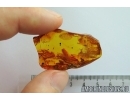 Isopoda, Woodlice. Fossil insect in Baltic amber #6950