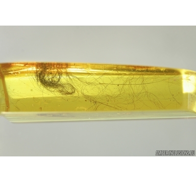 Mammalian hair. Fossil inclusion in Baltic amber #6951