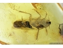Very nice, big Cockroach, Blattaria,. Fossil insect in Baltic amber #6952
